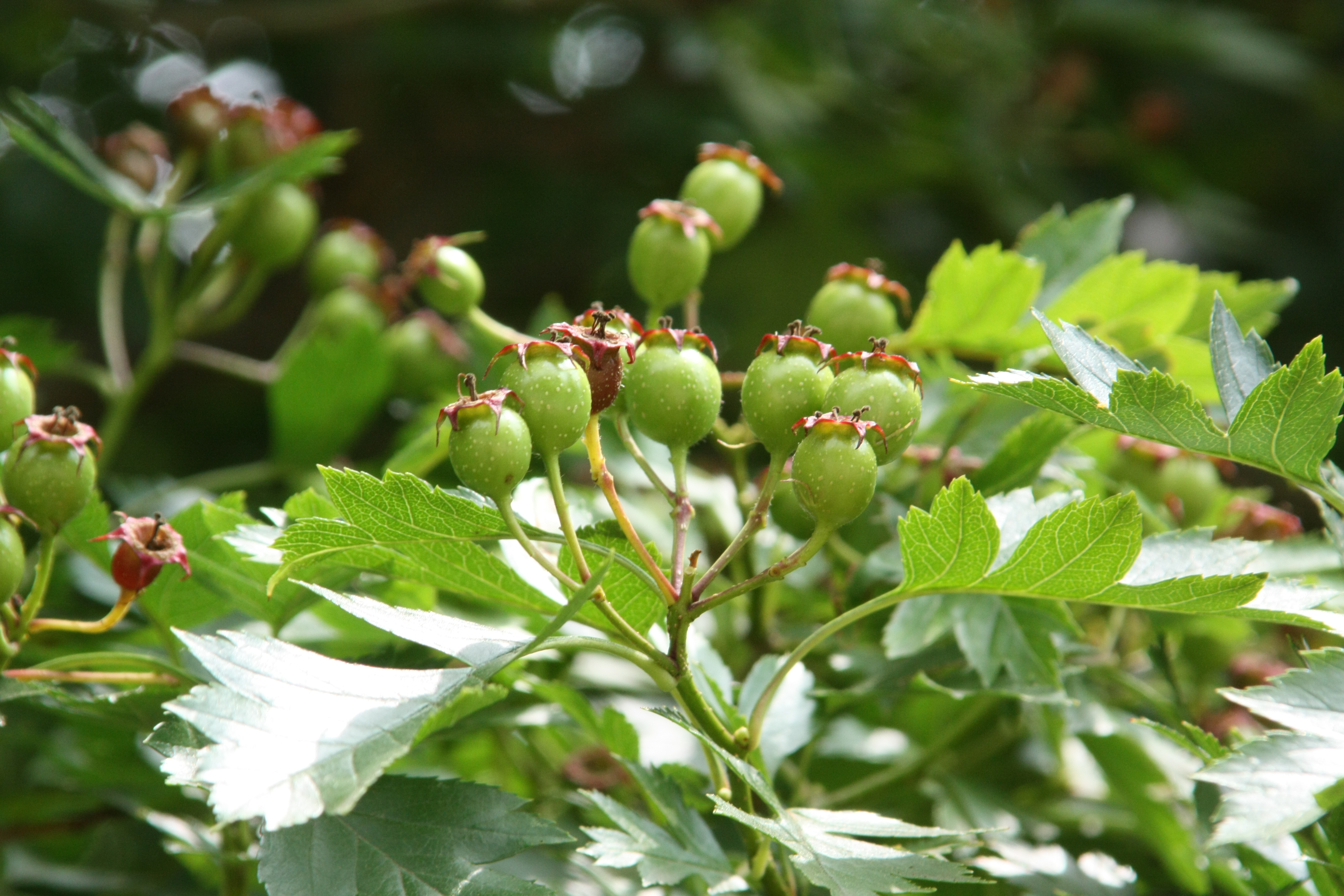 산사나무 IMG_0787