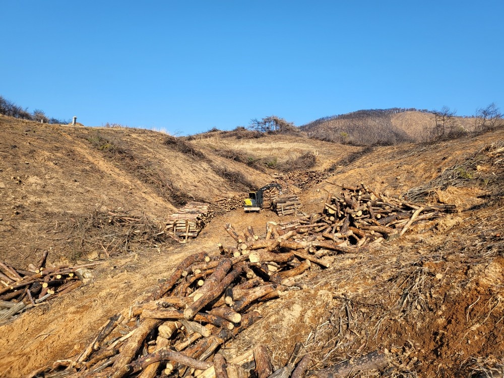 산림청, 산불피해 긴급벌채 추진상황 점검 이미지3