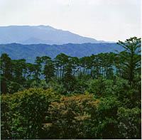 영취산의 소나무와 활엽수 군락영취산((Mt. )Yeongchwisan)