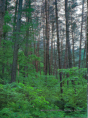 봉화군 소천면 남회룡리 춘양목 숲(Pine forest in (Mt. )Biryong)