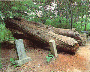 천연기념물 제157호 불영사의 죽은 굴참나무(Dead Oriental oak. Natural Monument)