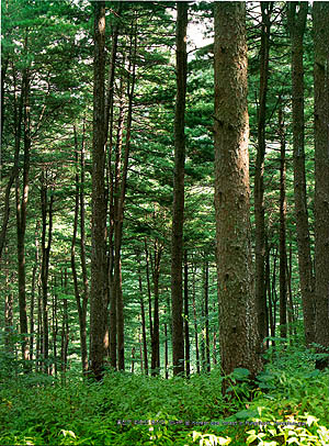 홍천군 화촌면 풍천리 잣나무 숲 (korean pine forest in Pungcheon-ri Hongcheon-gun)
