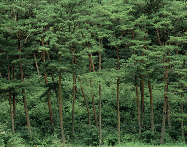 산림청 내년예산 1조6742억원…3.3% 증가&quot; 이미지1