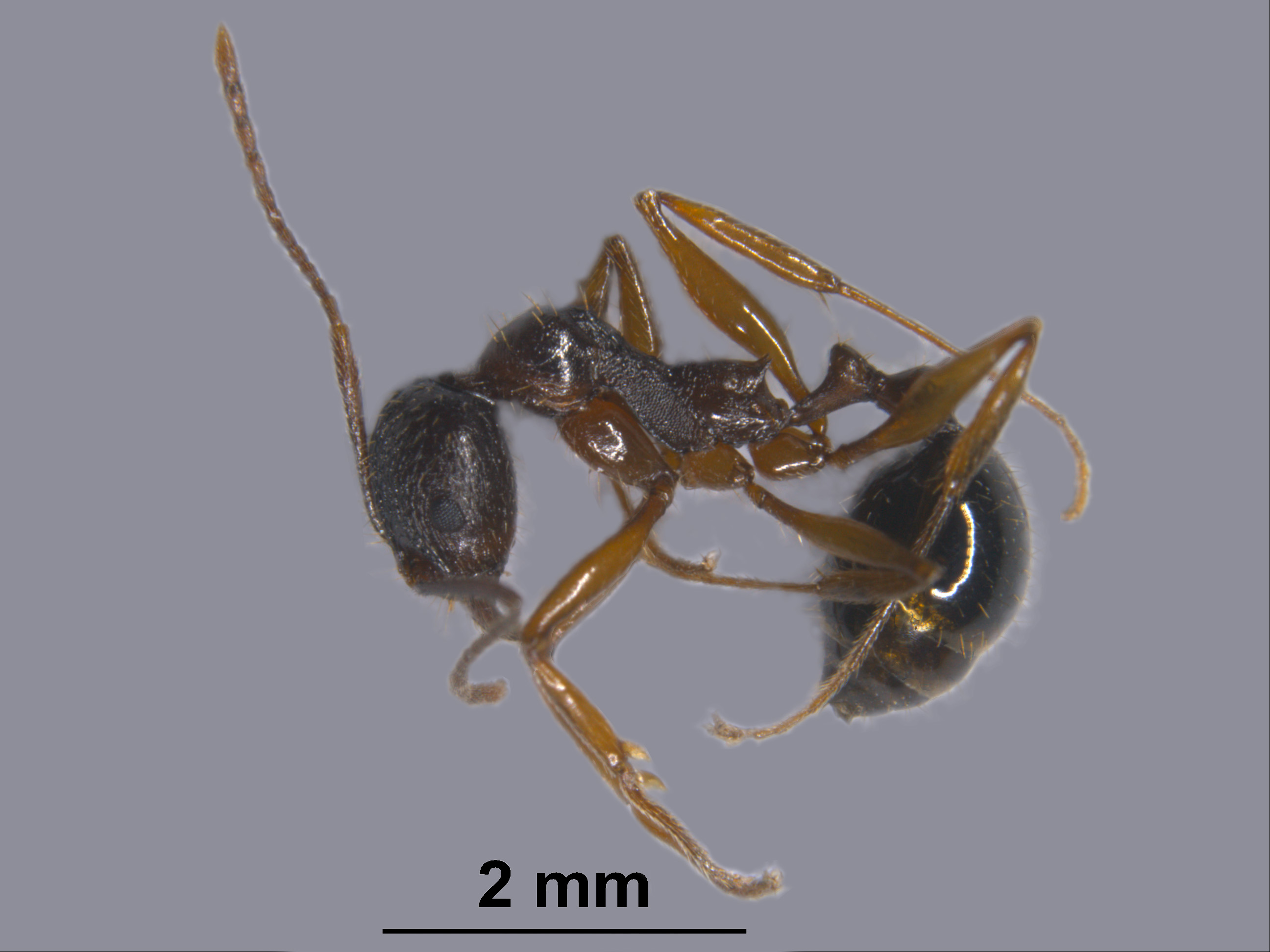 도심의 숲에 심산유곡에 사는 개미들이 있다  이미지1