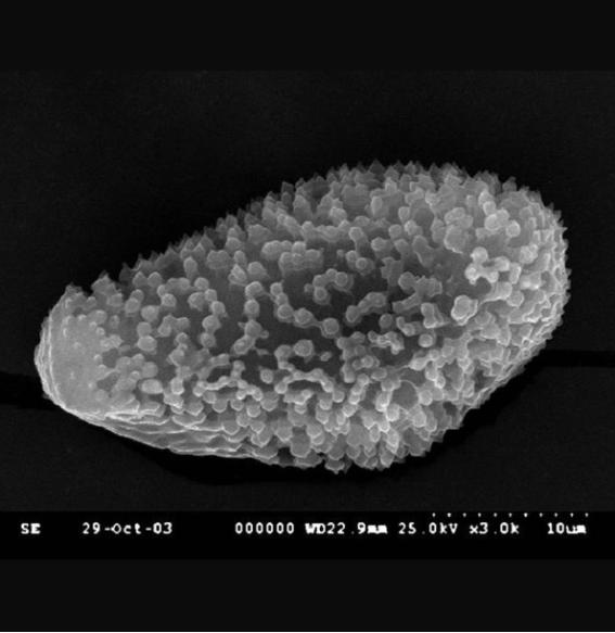 Coleosporium spp. 이미지