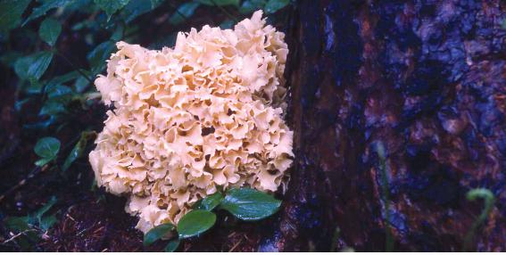 Phaeolus schweinitzii (Fries) Patouillard [Velvet top fungus 해면버섯] Sparassis crispa (Wulfen ex Fries) Fries [Cauliflower mushroom 꽃송이버섯] 이미지