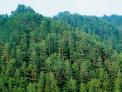 산림청·국립공원, 북한산 참나무시들음병 첫 공동방제