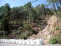 태풍·폭설 피해목 제거 국가가 지원