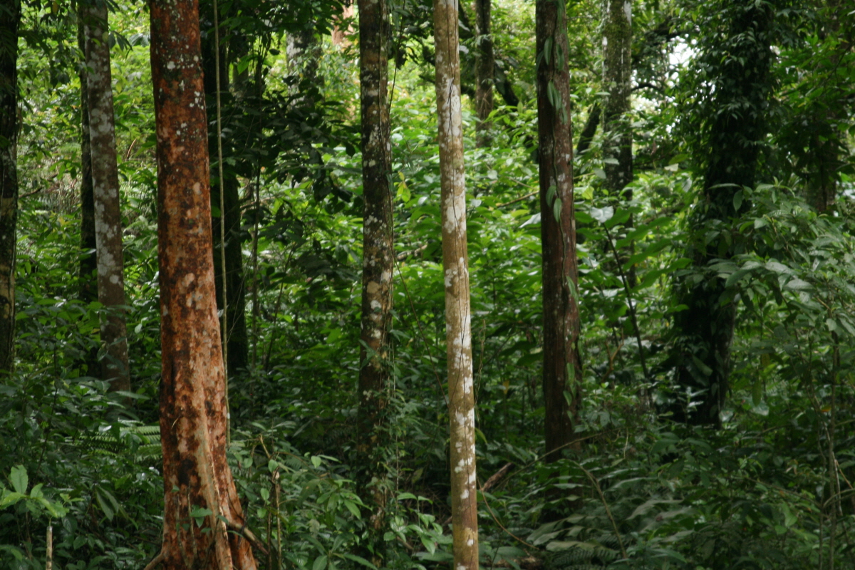 국내 최초 열대림 산림탄소조사, 탄소배출권 확보 기반 마련 이미지1
