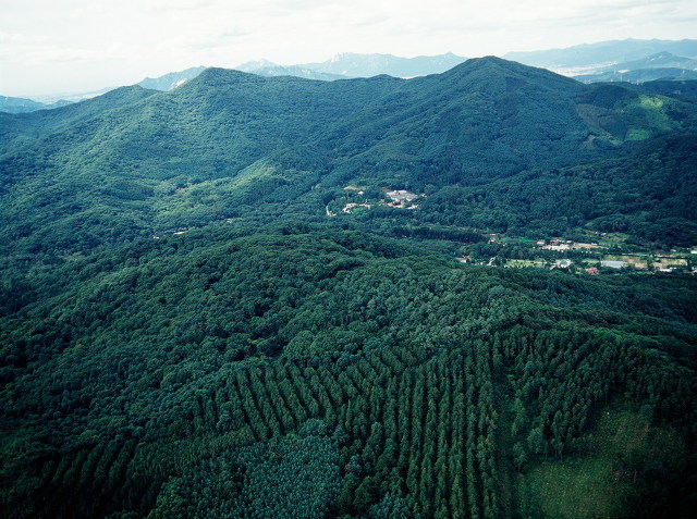 산림청, 산림부국 실현을 위한 선도 산림경영 추진 이미지1