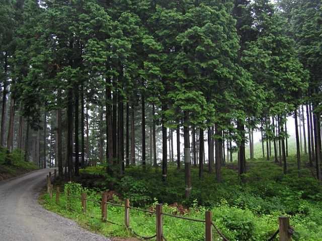 우량한 묘목이 건강한 숲을 만듭니다 이미지1