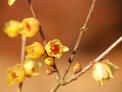 봄을 재촉하는 ‘납매’, 노란꽃 활짝 폈다