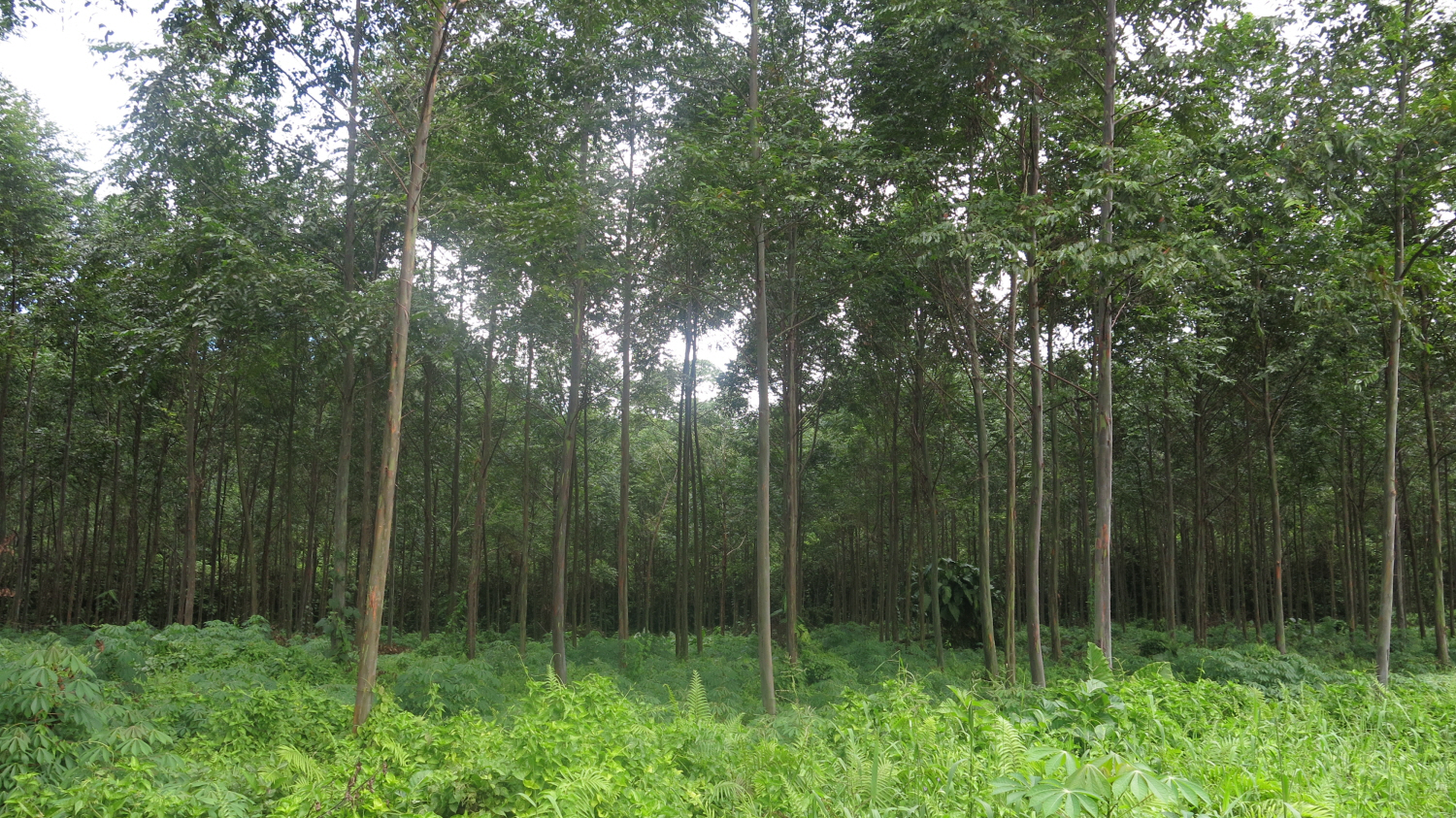 해외 산림자원 확보위한 조림투자 증가 이미지1