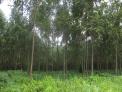 해외 산림자원 확보위한 조림투자 증가