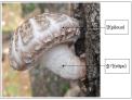 산림과학원, 표고버섯 갓보다 줄기에 항암성분 β-글루칸 더 많이 함유 밝...