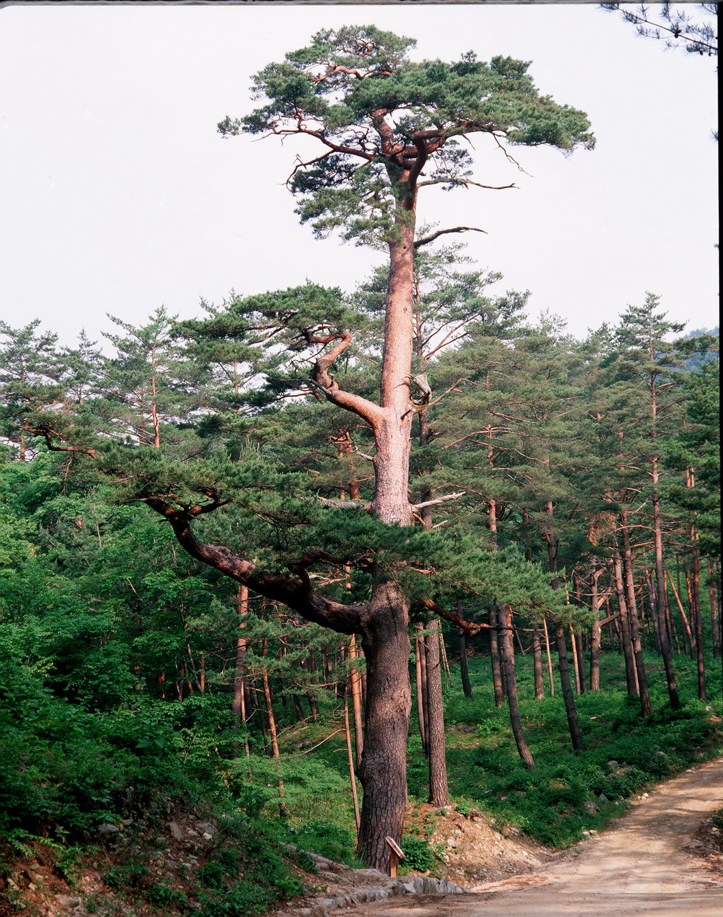 산림청, 2019년 국가 산림문화자산 신청 접수 이미지1