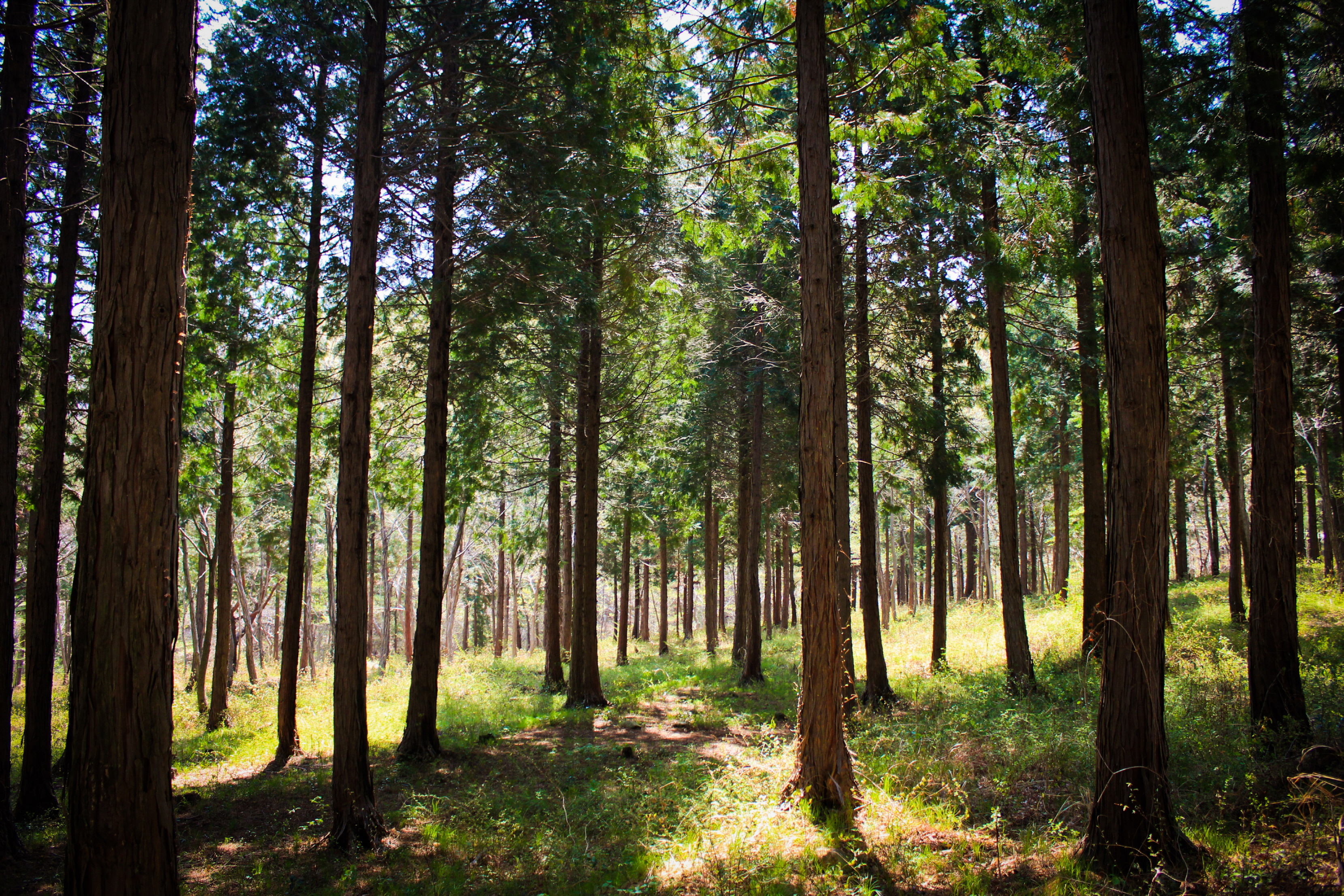 산림청, 9월 국유림 명품숲 ‘남해 편백 숲’ 선정 이미지1