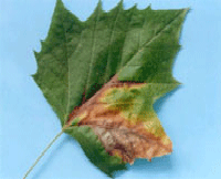 잎의 탄저증상