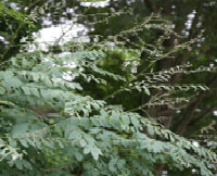 아까시잎혹파리 피해엽