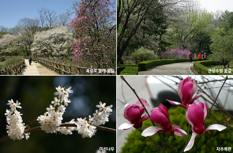 국립수목원으로 봄꽃 활짝 핀 나무 보러 오세요! 이미지1