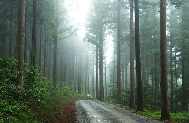 산림청, 산림자원 육성 방안 모색한다 이미지1