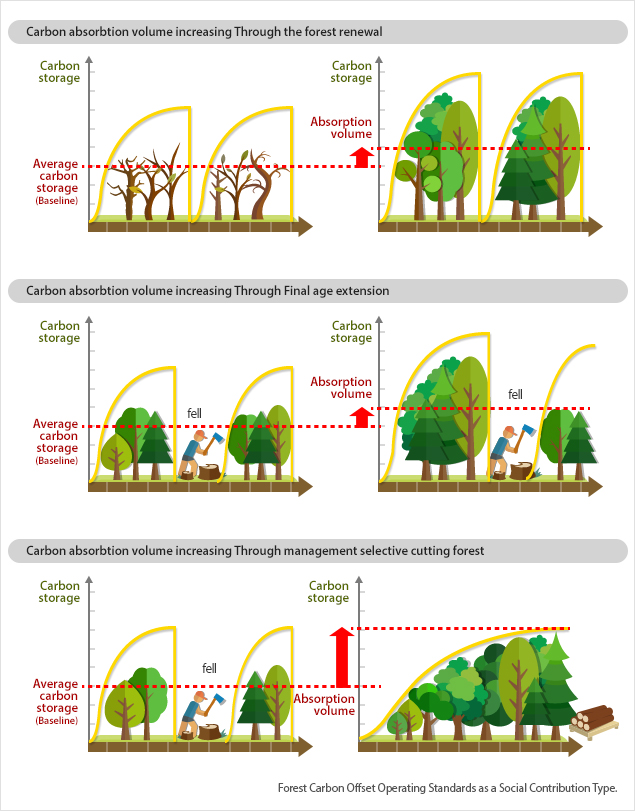 Increasing carbon uptake levels through regeneration, extension of the final age of maturity, and management of selection cutting forest. When compared to the average carbon storage level, the uptake level is increased by more than half.
