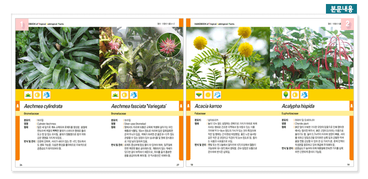 열대·아열대 식물 핸드북의 본문내용 - Aechmea Cylindrata, Aechmea fasciata Variegata, Acacia kamoo, Acalypha hispida에 대한 설명