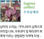 Eugenia uniflora-수리남체리 : 남미의 수리남, 기아나부터 남쪽으로 브라질 나부, 우루과이 및 파라과이 북쪽에 이르는 광범위한 지역에 자생...