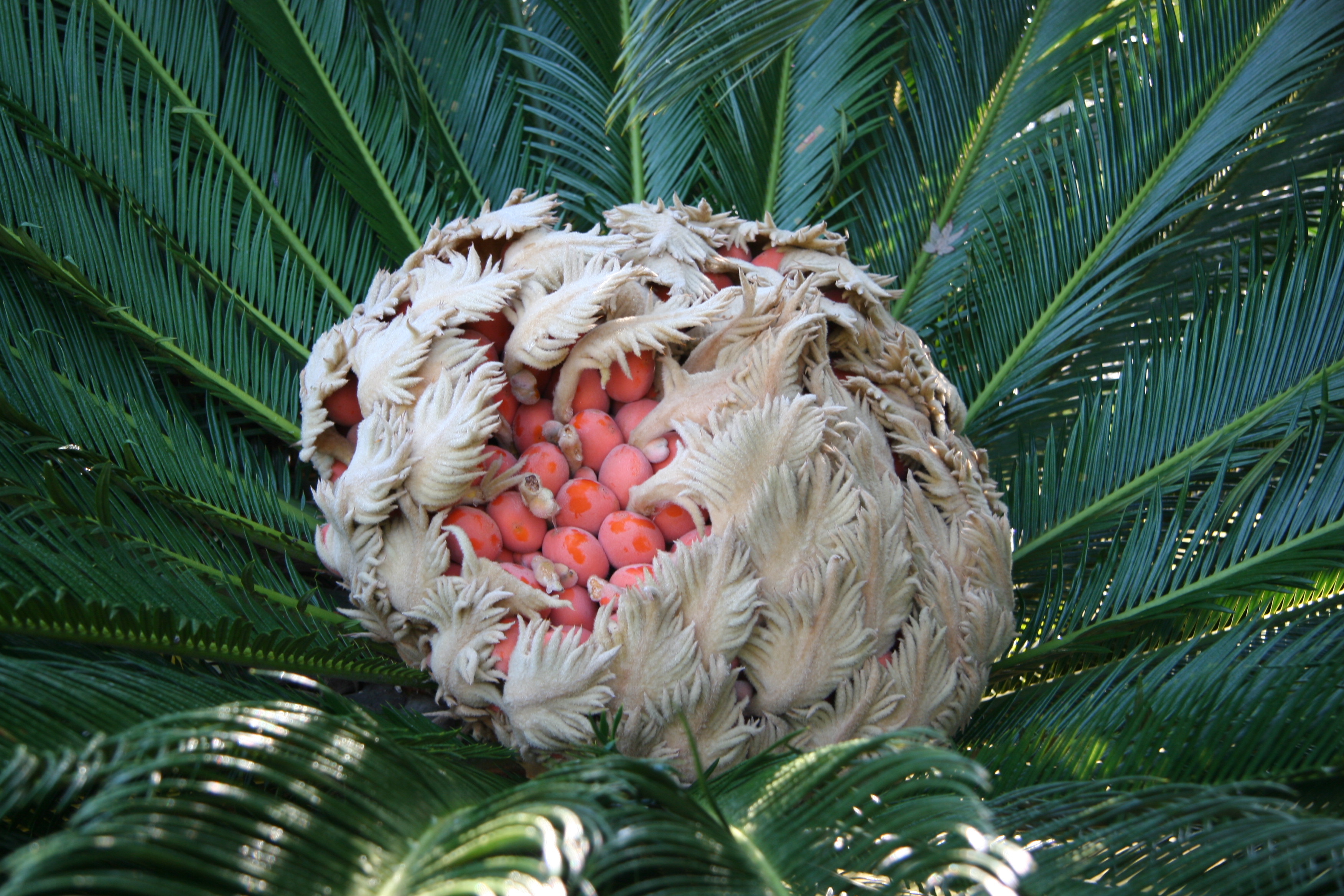 Саговая Пальма плоды