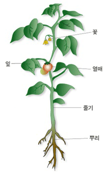 토마토는 뿌리, 줄기, 잎, 꽃, 열매로 이루어져 있다