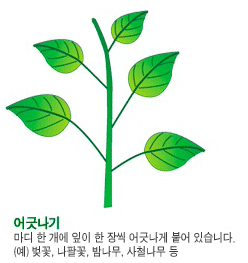어긋나기 : 마디 한개에 잎이 한장씩 어긋나게 붙어 있습니다. (예) 벚꽃, 나팔꽃, 밤나무, 사철나무 등 