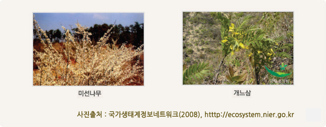 사진 설명 : 미선나무(좌), 개느삼(우) - 사진출처 : 국가생태계정보네트워크(2008), http://ecosystem.nier.go.kr
