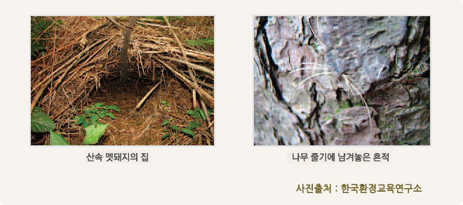 사진 설명 : 산속 멧돼지의 집(좌), 나무 줄기에 남겨놓은 흔적(우) - 사진출처 : 한국환경교육연구소