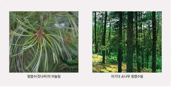 사진 설명 : 침엽수(잣나무)의 바늘잎(좌), 리기다 소나무 침엽수림(우)