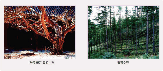 사진 설명 : 선운사 경내의 낙엽진 배롱나무(낙엽활엽수), 대표적인 낙엽 침엽수 낙엽송(일본잎갈나무)