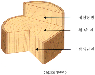 사진 설명 : 목재는 접선단명 횡단면 방사단면의 3단면으로 구성되어 있다