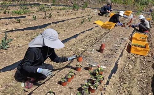 지역특화 산림자원 개발을 위한 일천궁 실증연구 나서... - 국립산림과학...