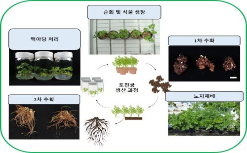 전통 약용식물 토천궁 근경 대량증식 기술 확립