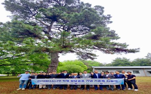 국내 임목육종의 상징 ‘리기테다소나무’ 기준목 지정
