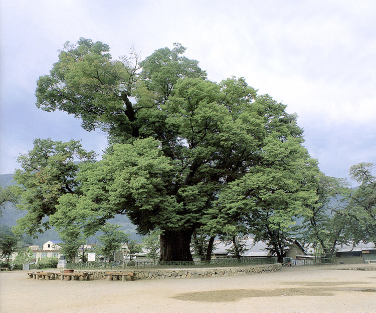 긴잎느티나무 ( 천연기념물   95호 )