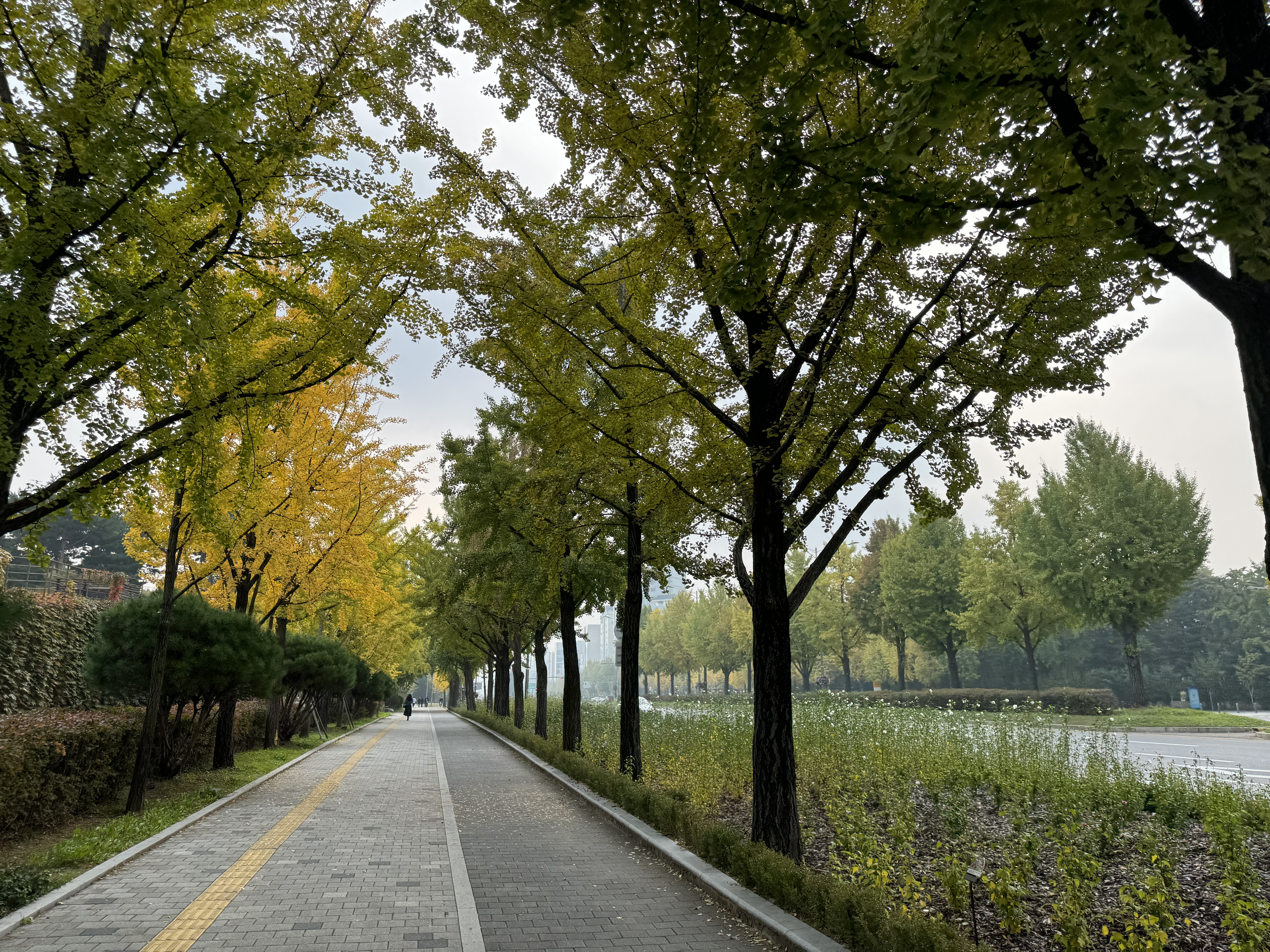 단풍 보러 아직도 멀리 가세요? 이미지2