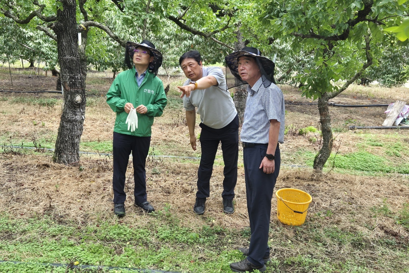 추석 성수품 햇대추 출하현장 점검…대추 작황 양호