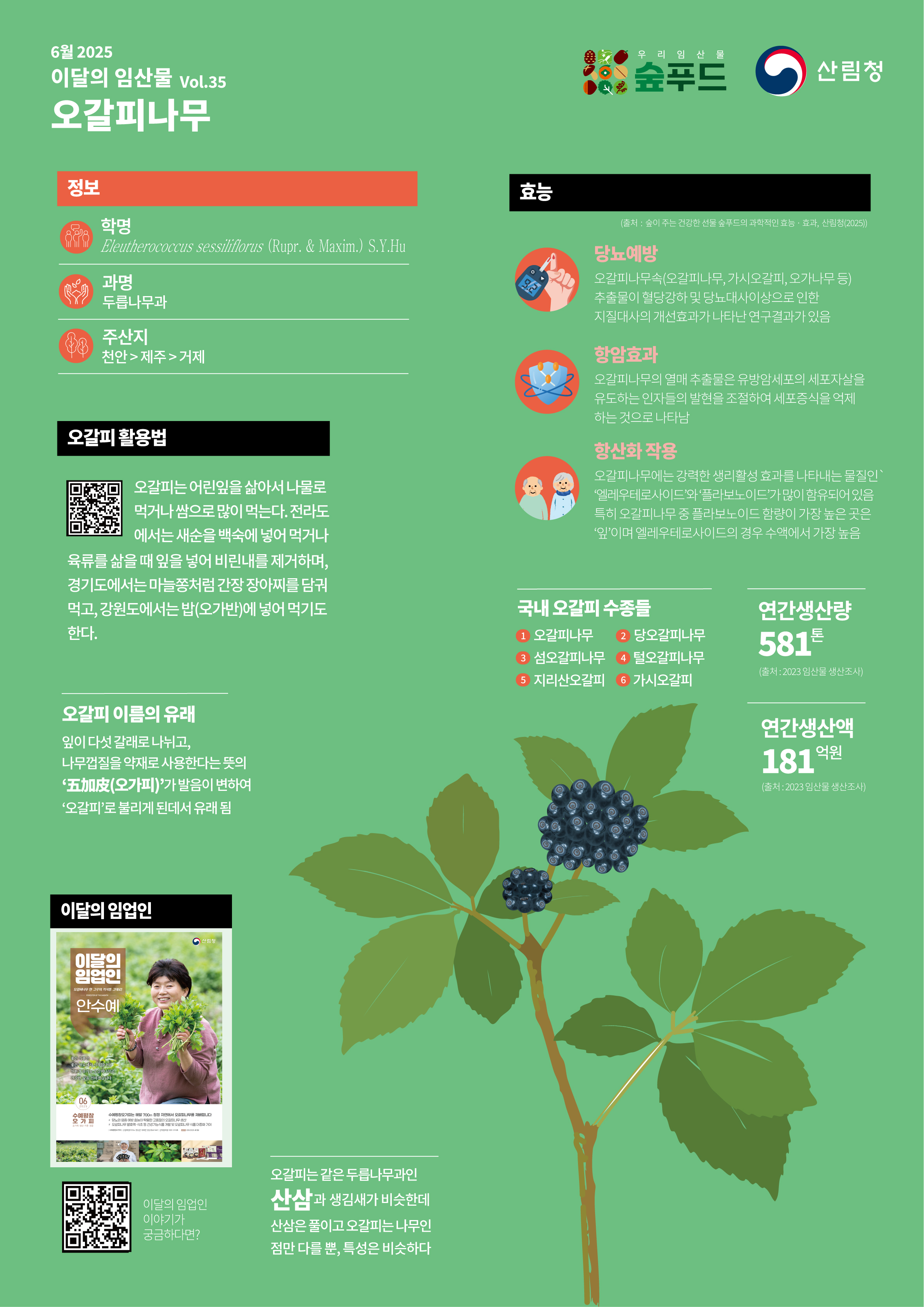 산림청, 6월 이달의 임산물로 ‘오갈피나무’ 선정