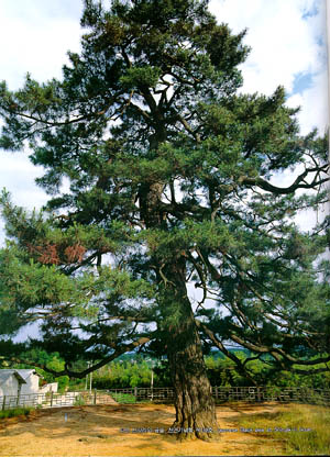 익산시 신작리의 곰솔, 천연기념물 제188호 (Black pine at Sinjak-ri, lksan-si.)