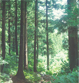 성인봉의 삼나무 천연림, 천연기념물 제189호(Natural forest of Japanese cedar in (Mt. )Seonginbong, Natural Monument)