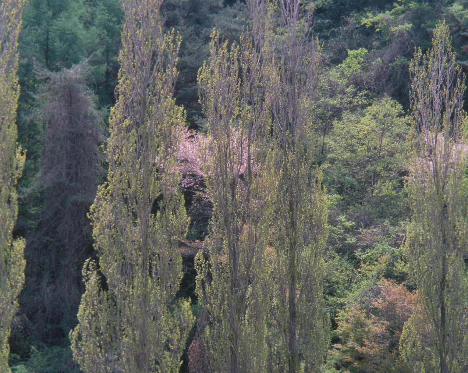 미류나무