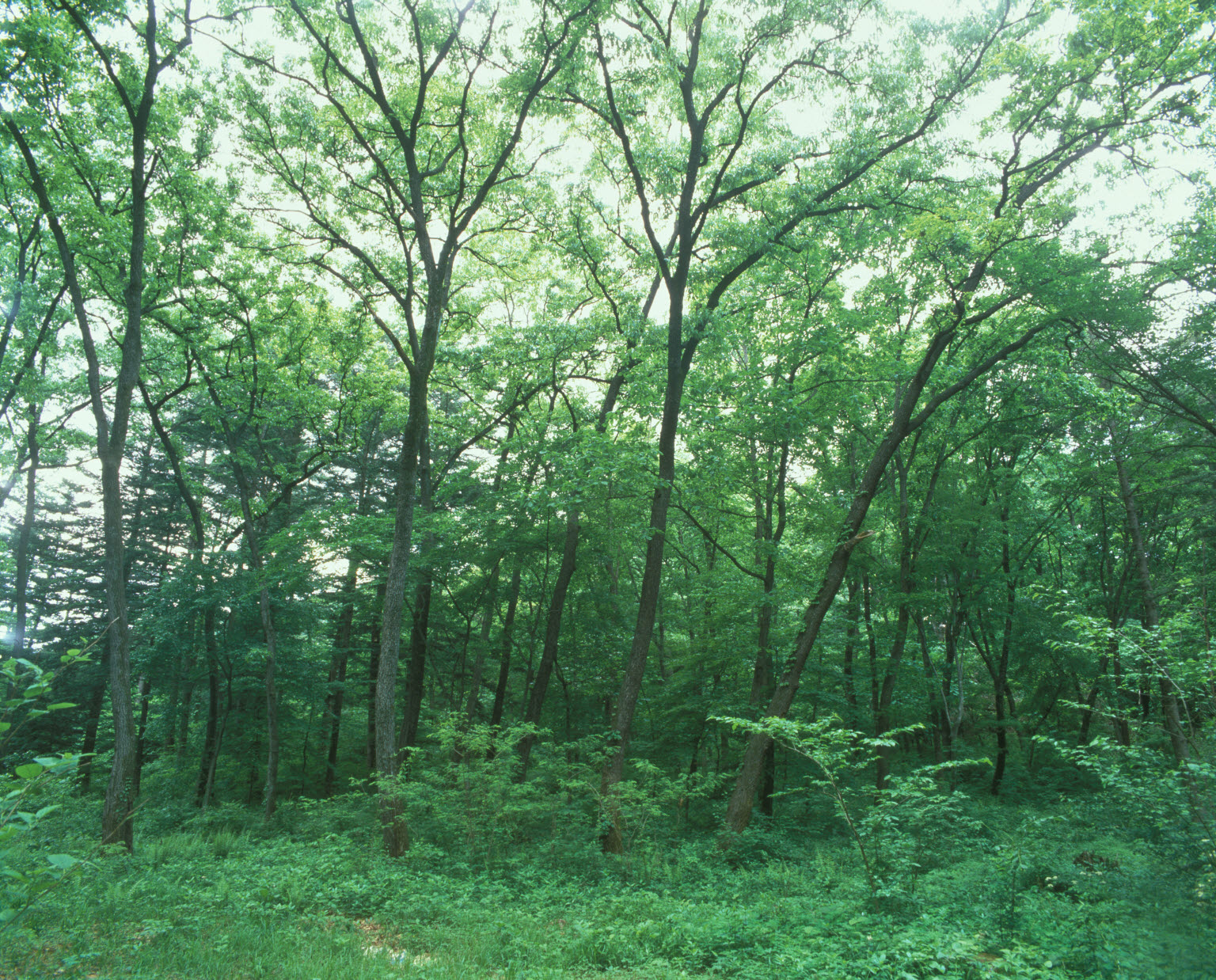 활엽수림