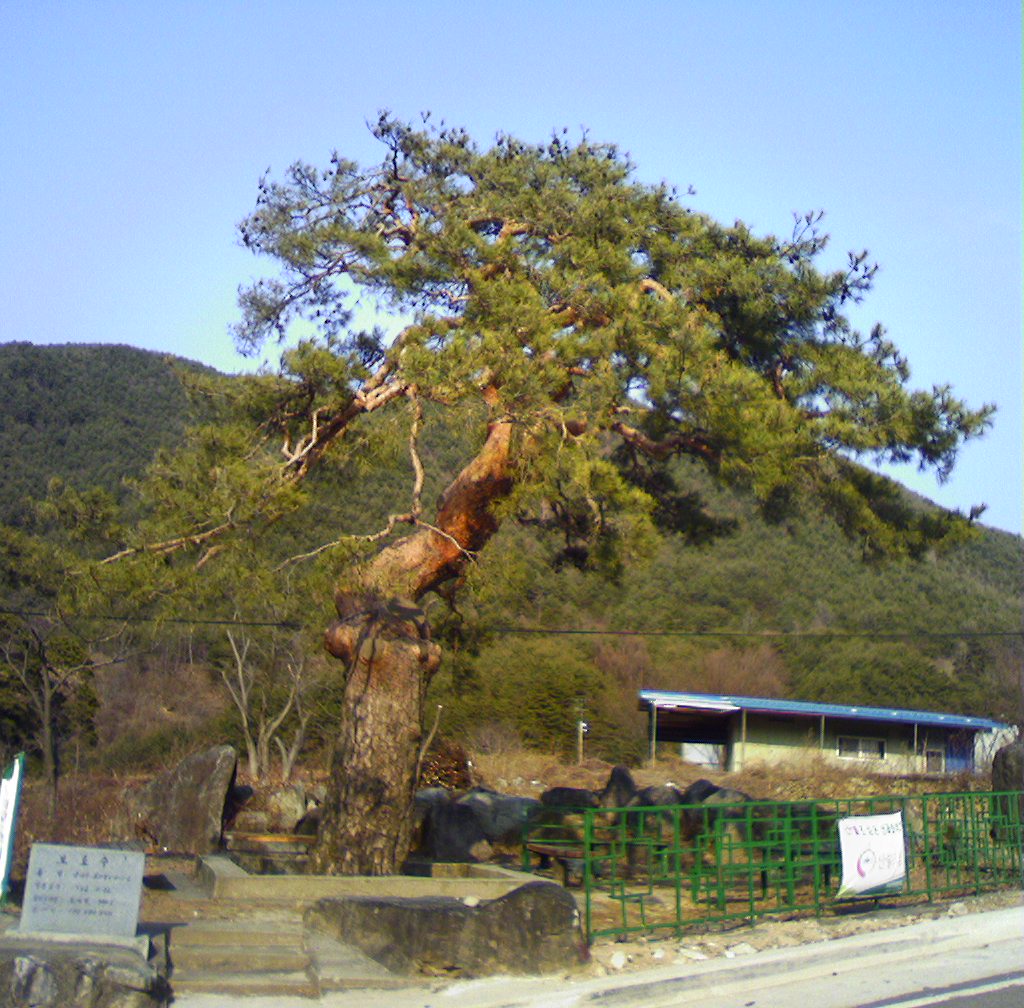 마을숲, 희귀목, 숲길, 산림문헌 등 산림문화자산 지정 추진 