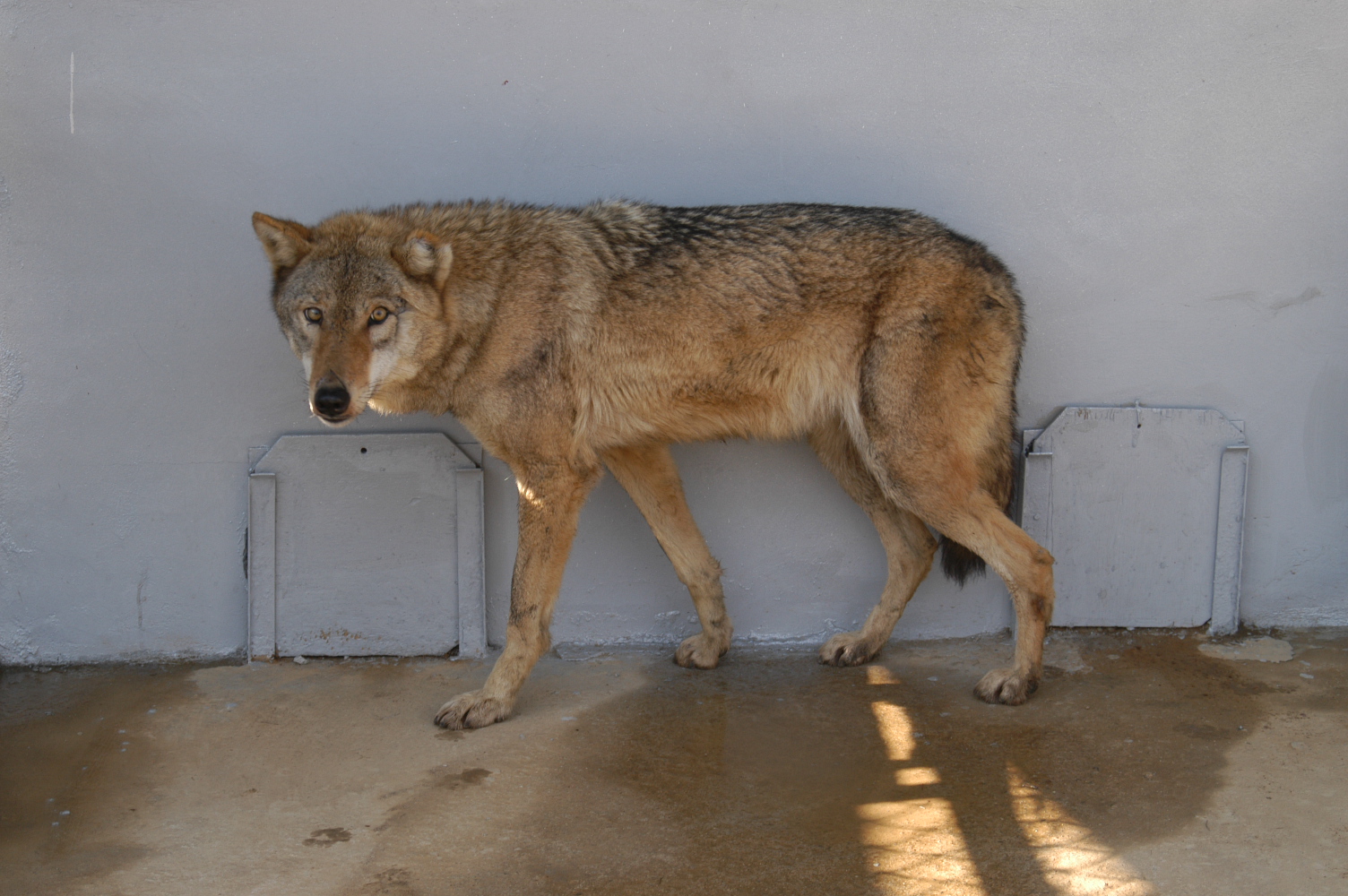 국립수목원-늑대(암컷 12살)1마리 탈출