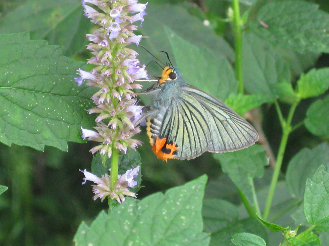 국립수목원 선정 9월의 곤충은 &#39;푸른큰수리팔랑나비&#39;